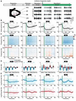 Neural Correlates of Anesthesia in Newborn Mice and Humans